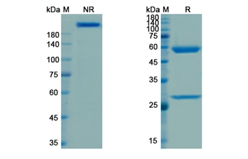 Visilizumab (CD3E) - Research Grade Biosimilar Antibody