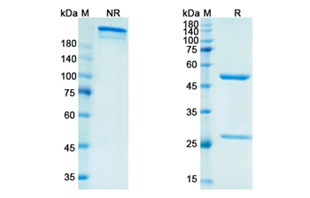 Vofatamab (FGFR3) - Research Grade Biosimilar Antibody