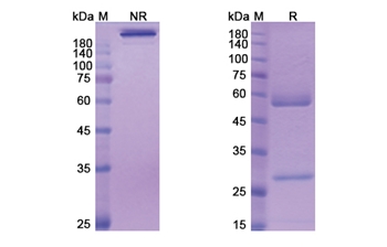 Volagidemab (GCGR) - Research Grade Biosimilar Antibody