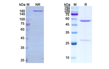 Vonlerolizumab (TNFRSF4/CD134) - Research Grade Biosimilar Antibody