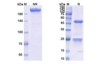 Vopratelimab (ICOS/CD278) - Research Grade Biosimilar Antibody