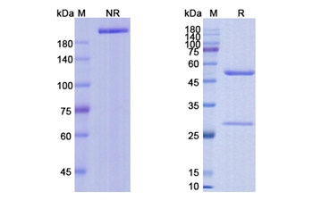 Vorsetuzumab (CD70/TNFSF7) - Research Grade Biosimilar Antibody