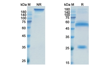 Xentuzumab (IGF1/IGF2 ) - Research Grade Biosimilar Antibody