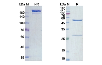Zalutumumab (EGFR) - Research Grade Biosimilar Antibody