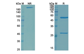 Zampilimab (TGM2) - Research Grade Biosimilar Antibody