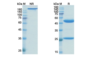 Zanolimumab (CD4) - Research Grade Biosimilar Antibody
