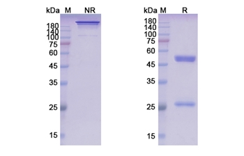 Zolbetuximab (CLDN18) - Research Grade Biosimilar Antibody