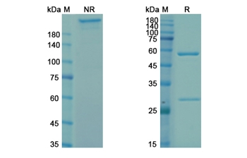 Zolimomab Aritox (CD5) - Research Grade Biosimilar Antibody