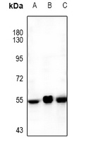 Orexin Receptor 1 antibody