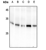 14-3-3 sigma (pS186) antibody