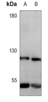 NF-kappaB p105 antibody
