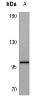 CD117 antibody