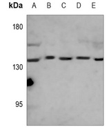 Complement C3 antibody