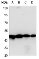 Gamma-enolase antibody