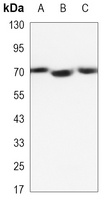 Lamin B2 antibody