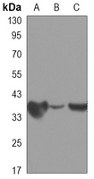 PP1 alpha antibody