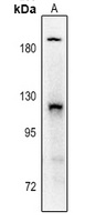 PDGFR alpha (phospho-Y754) antibody