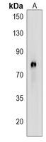 Anti-CAPN8 Antibody