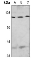 MCM4 (phospho-S54) antibody