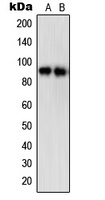 STAT5A (phospho-S780) antibody