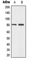 p73 (phospho-Y99) antibody