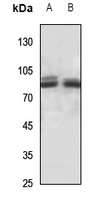 PAK7 antibody