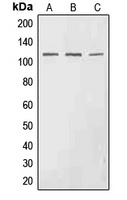 EPHA3 (phospho-Y602) antibody