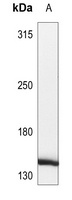 HCAP (phospho-S1083) antibody