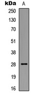 BCL2 (phospho-S87) antibody
