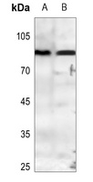 PE2 antibody