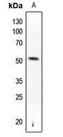 PTEN (pS370) antibody