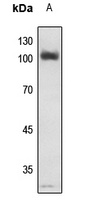 NF-kappaB p105 (Phospho-S907) antibody