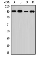 USP7 antibody