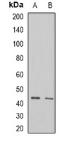 ALKBH1 antibody