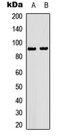 HSP90AB1 (Phospho-S226) antibody