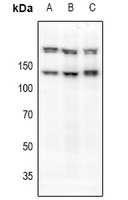MET (phospho-S985) antibody