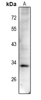 CCND1 (phospho-T288) antibody