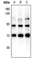 FOXO1/3 (pS322+S325/pS318+S321) antibody