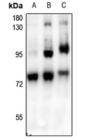 c-RAF (pS621) antibody