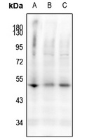 Caspase 9 (pS144) antibody