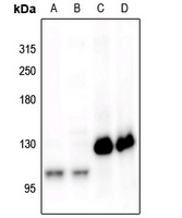CD115 (pY561) antibody