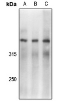 DNA-PKcs (pS2056) antibody