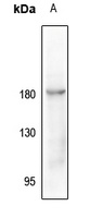 CD115 (pY723) antibody