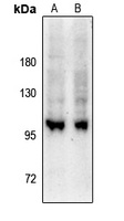GEF H1 (pS885) antibody