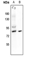 HSF1 (pS121) antibody