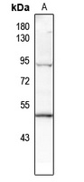 p53 (pT387) antibody