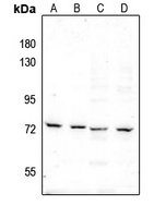 c-RAF (pS289) antibody