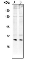 Paxillin (pS272) antibody