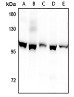 Kv2.1 (pS805) antibody