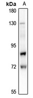 Lamin A/C (pS22) antibody